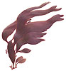 [mynd]
